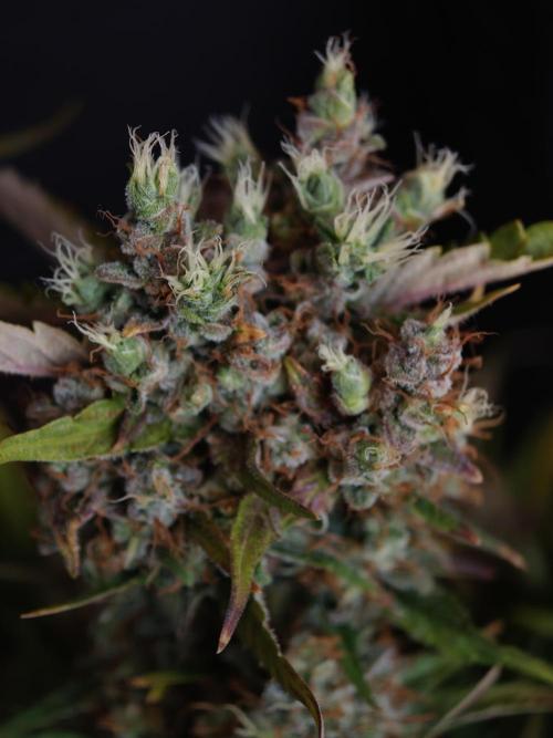 Melon Mosh auto OSS. Week 10