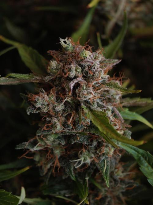 Melon Mosh auto OSS. Week 10
