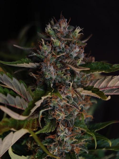 Melon Mosh auto OSS. Week 10