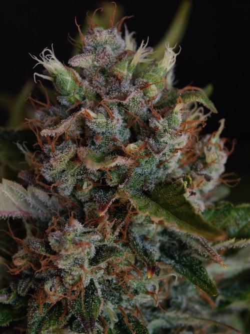 Melon Mosh auto OSS. Week 10