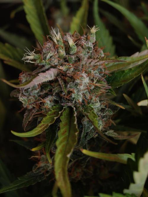 Melon Mosh auto OSS. Week 10
