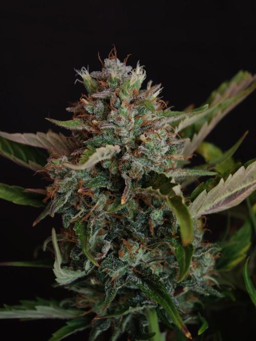 Melon Mosh auto OSS. Week 10