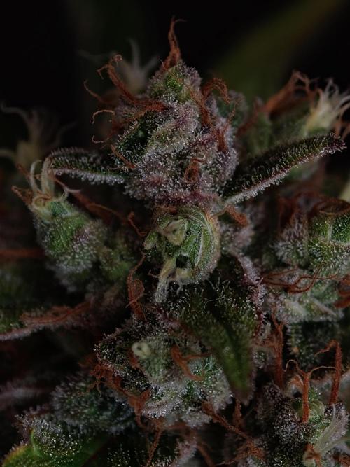 Melon Mosh auto OSS. Week 10