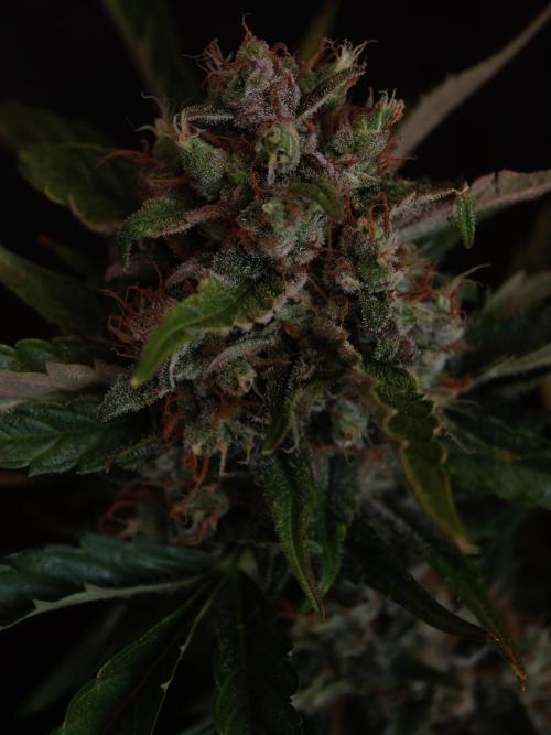 Melon Mosh auto OSS. Week 10