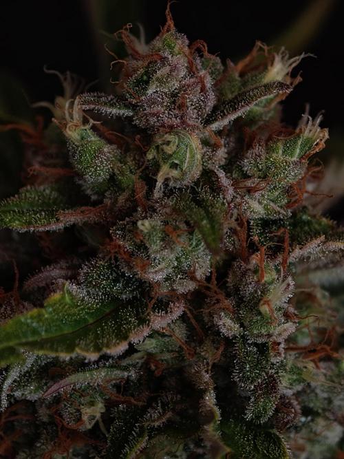Melon Mosh auto OSS. Week 10
