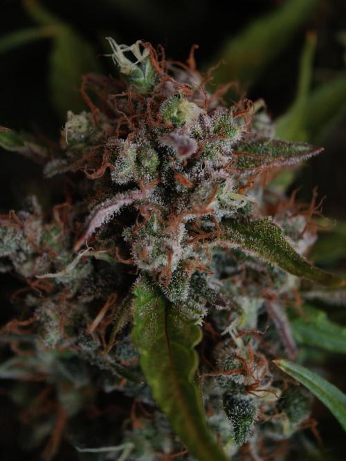 Melon Mosh auto OSS. Week 10