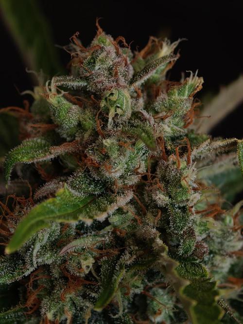 Melon Mosh auto OSS. Week 10