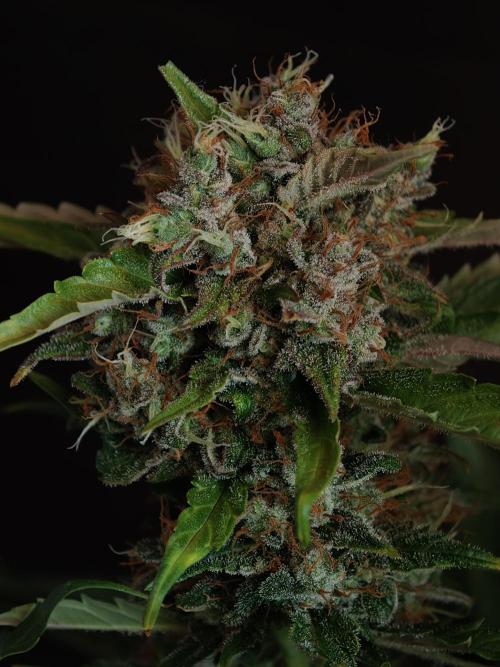 Melon Mosh auto OSS. Week 10