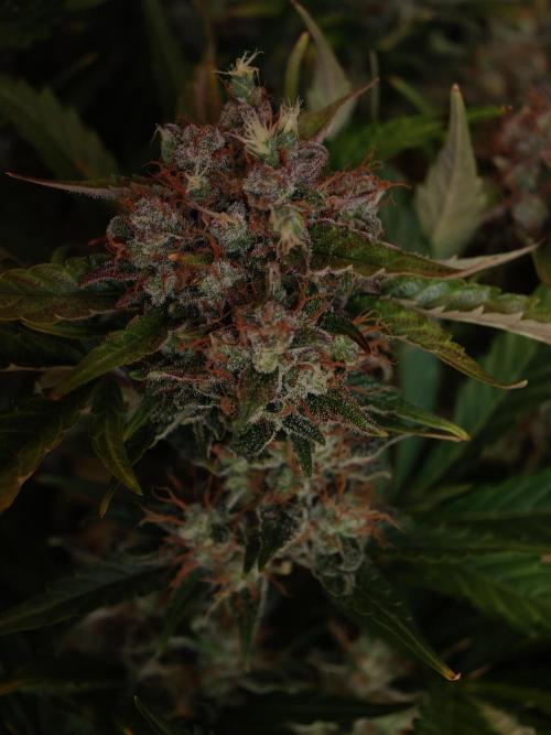 Melon Mosh auto OSS. Week 10