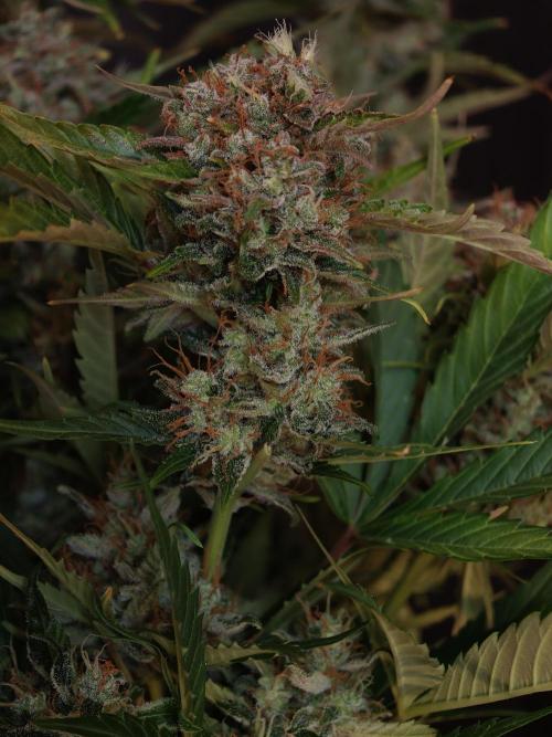 Melon Mosh auto OSS. Week 10