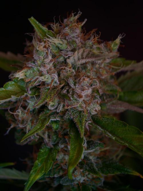 Melon Mosh auto OSS. Week 10