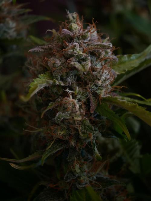 Melon Mosh auto OSS. Week 10