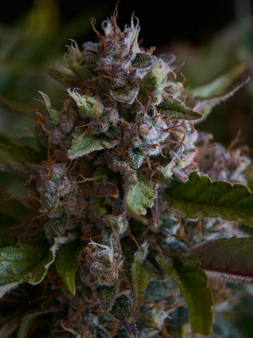 Melon Mosh auto OSS. Week 10