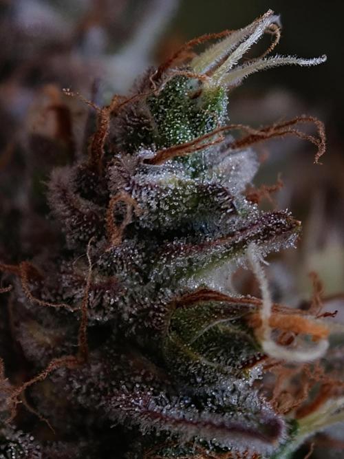 Melon Mosh auto OSS. Week 10