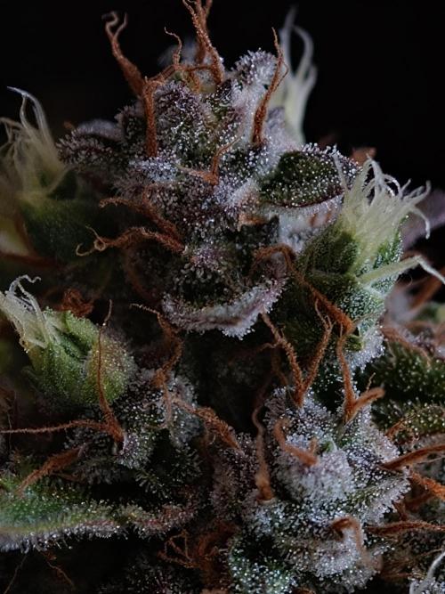 Melon Mosh auto OSS. Week 10