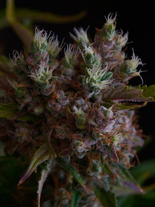 Melon Mosh auto OSS. Week 10