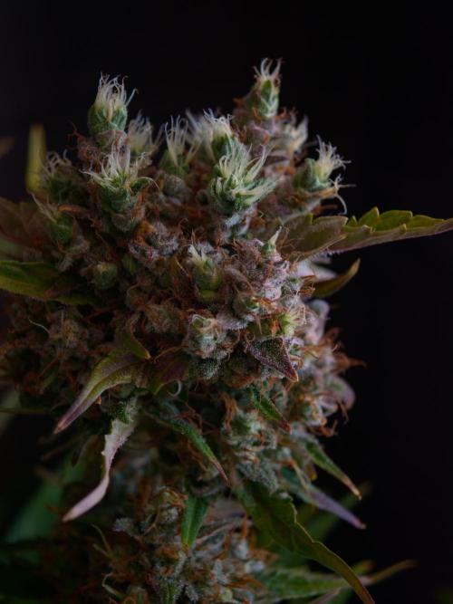 Melon Mosh auto OSS. Week 10