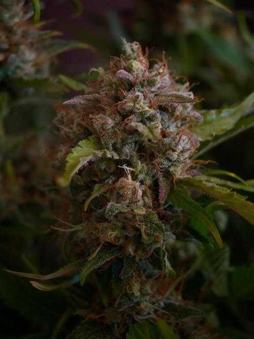 Melon Mosh auto OSS. Week 10