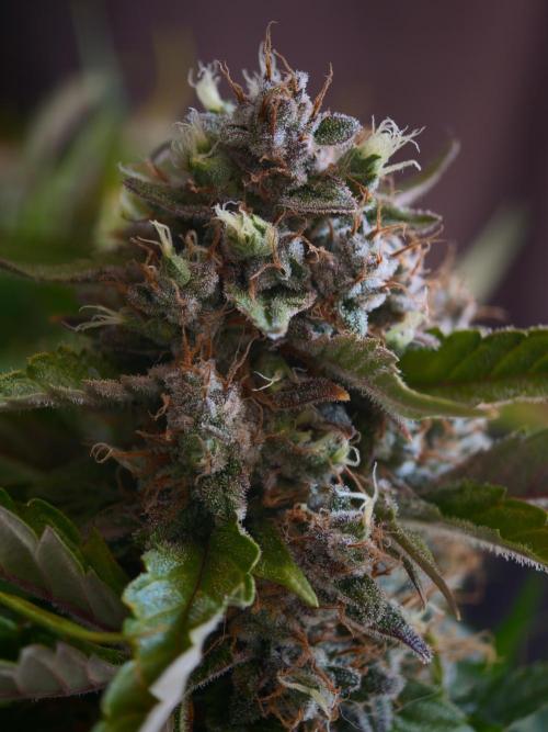 Melon Mosh auto OSS. Week 10