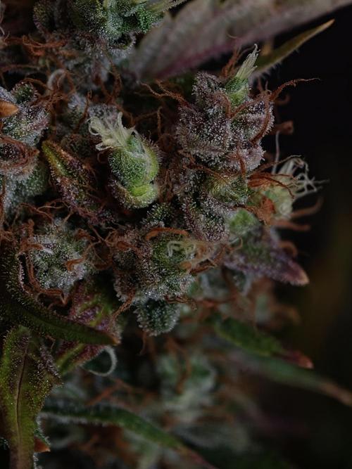 Melon Mosh auto OSS. Week 10