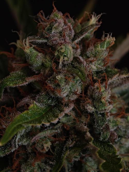 Melon Mosh Auto. Week 10
