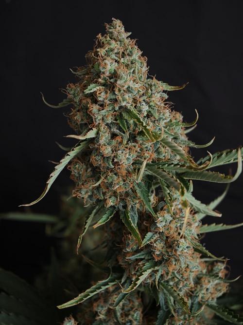 Colorado Cookies XL auto OSS. Week 11