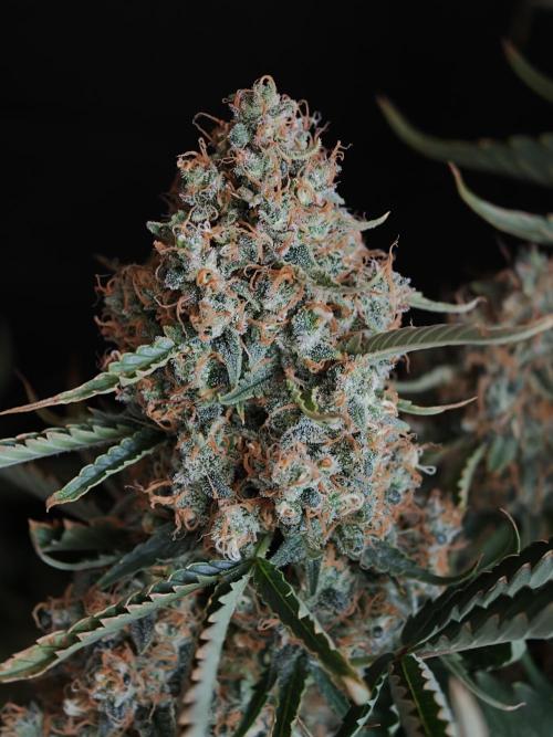 Colorado Cookies XL auto OSS. Week 11