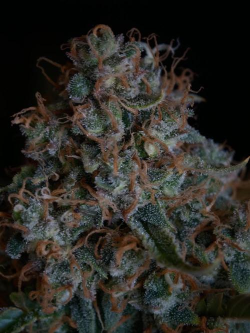 Colorado Cookies XL auto OSS. Week 11