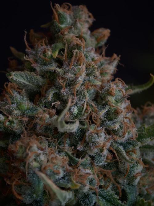 Colorado Cookies XL auto OSS. Week 11