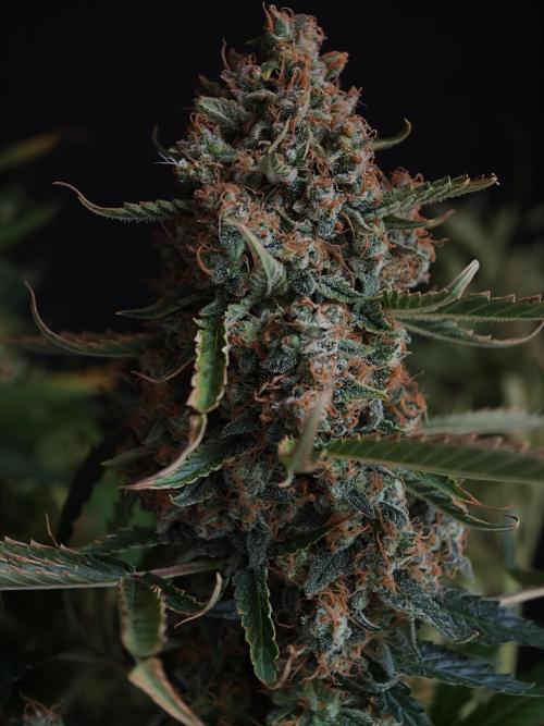 Colorado Cookies XL auto OSS. Week 11