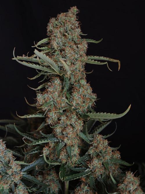 Colorado Cookies XL auto OSS. Week 11