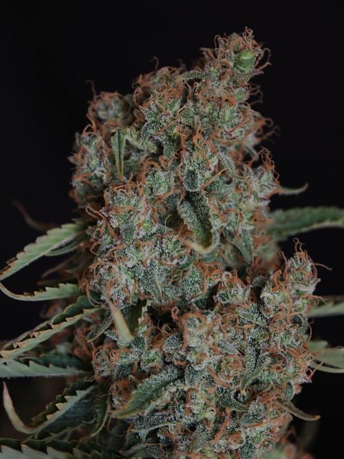 Colorado Cookies XL auto OSS. Week 11
