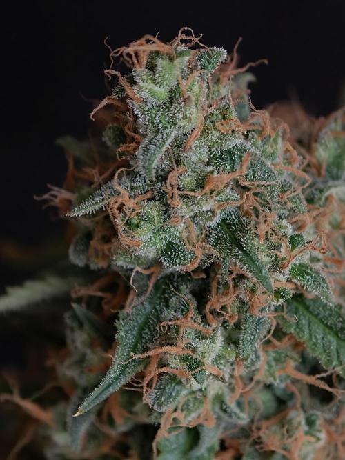 Colorado Cookies XL auto OSS. Week 11
