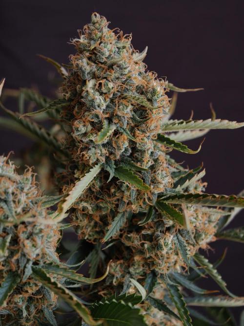 Colorado Cookies XL auto OSS. Week 11