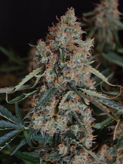 Colorado Cookies XL auto OSS. Week 11