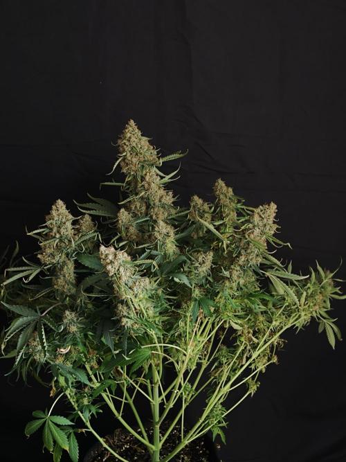 Colorado Cookies XL auto OSS. Week 11