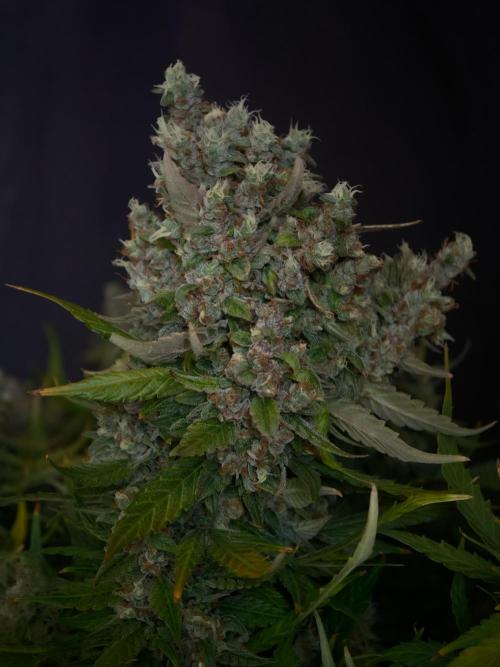 Pink Rozay x Strawberry Banana auto OSS. Week 9