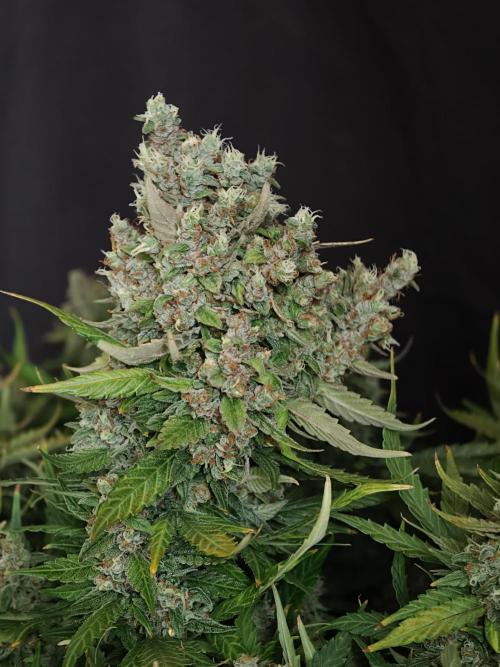 Pink Rozay x Strawberry Banana auto OSS. Week 9