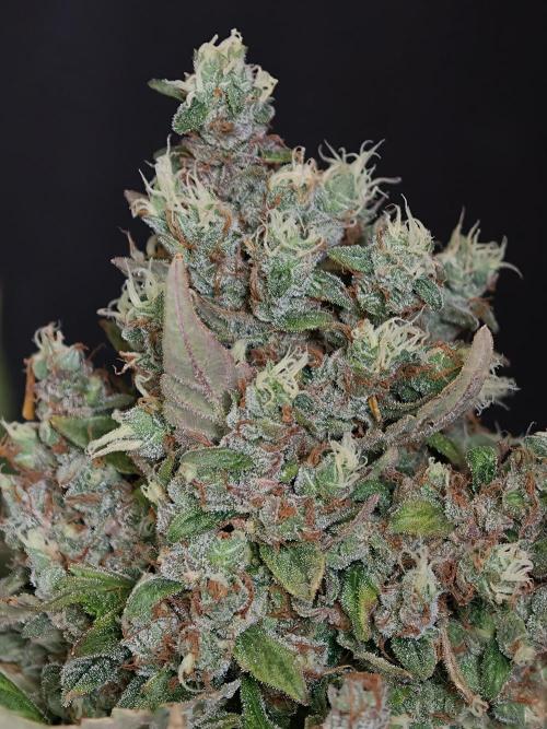 Pink Rozay x Strawberry Banana auto OSS. Week 9