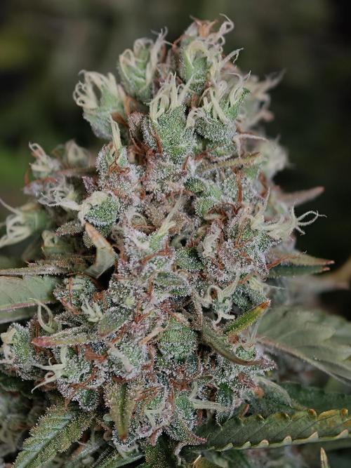 Pink Rozay x Strawberry Banana auto OSS. Week 9