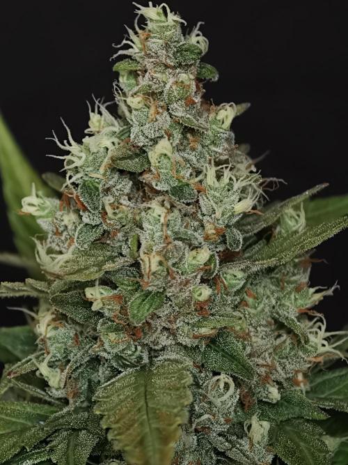 Pink Rozay x Strawberry Banana auto OSS. Week 9