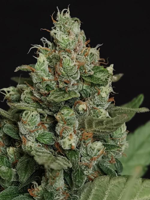 Pink Rozay x Strawberry Banana auto OSS. Week 9