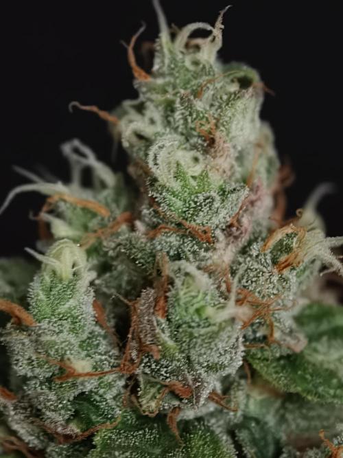 Pink Rozay x Strawberry Banana auto OSS. Week 9