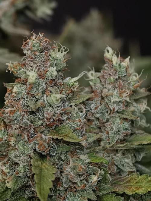 Pink Rozay x Strawberry Banana auto OSS. Week 9
