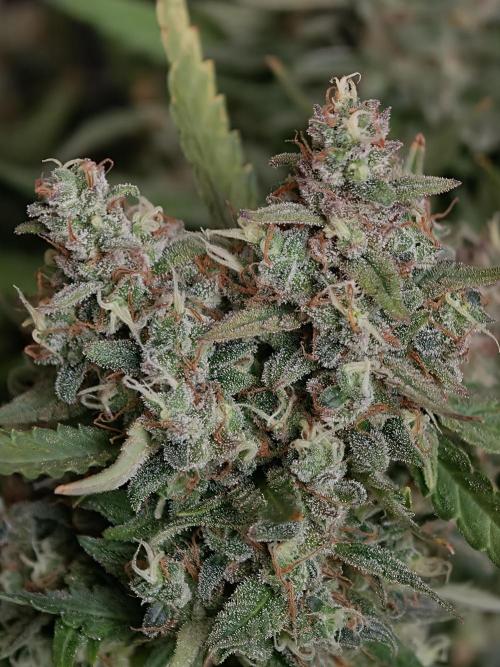 Pink Rozay x Strawberry Banana auto OSS. Week 9
