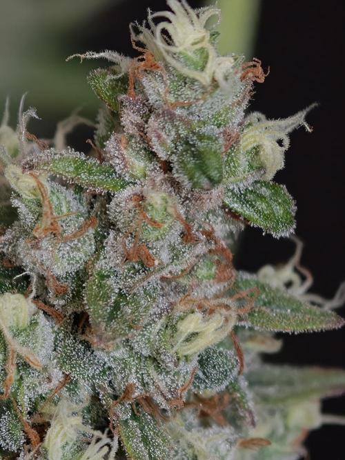 Pink Rozay x Strawberry Banana auto OSS. Week 9