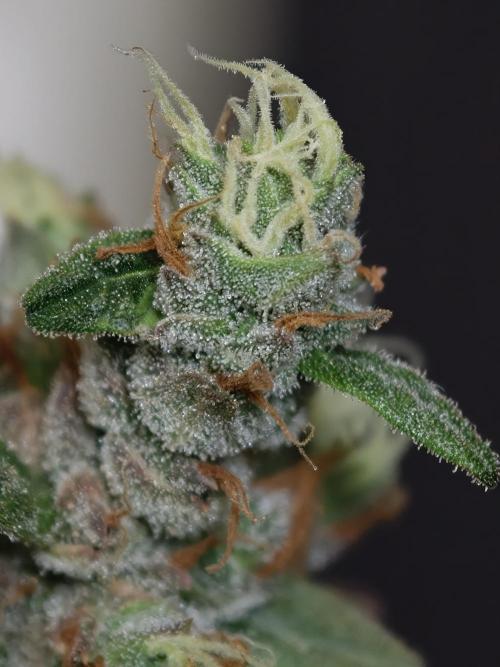 Pink Rozay x Strawberry Banana auto OSS. Week 9