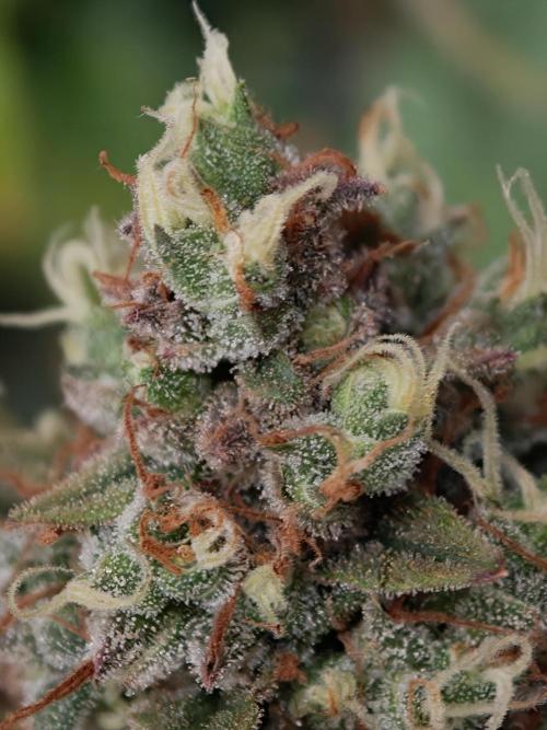 Pink Rozay x Strawberry Banana auto OSS. Week 9