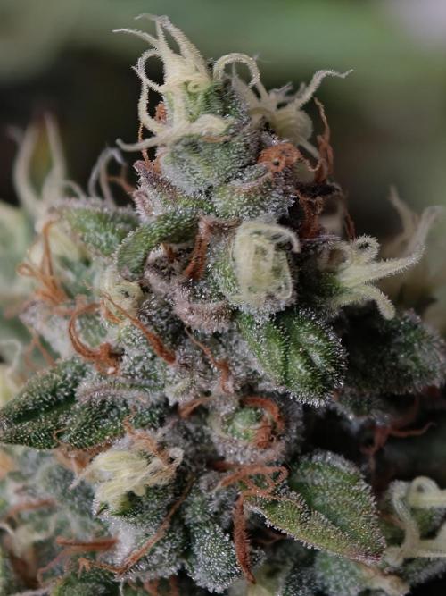 Pink Rozay x Strawberry Banana auto OSS. Week 9
