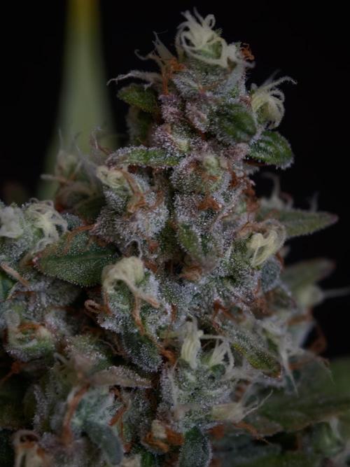 Pink Rozay x Strawberry Banana auto OSS. Week 9